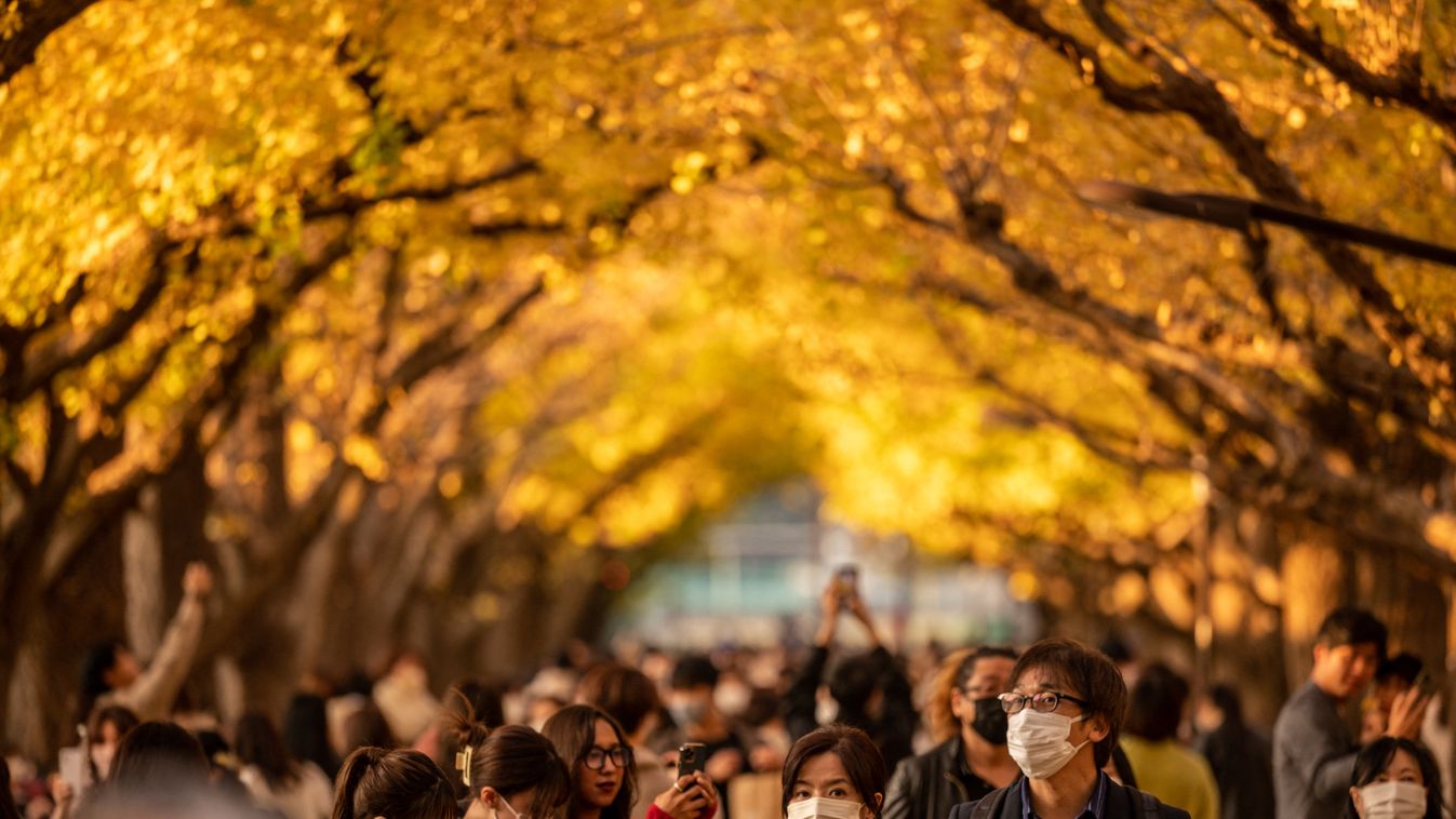 ősz, ginko, időjárás, Tokió, Japán, galéria 