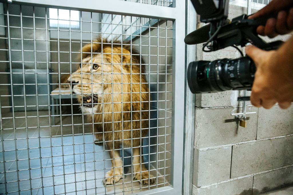 Veresegyháza Medveotthon, oroszlán kölykök, cirkuszi oroszlánok mentése 