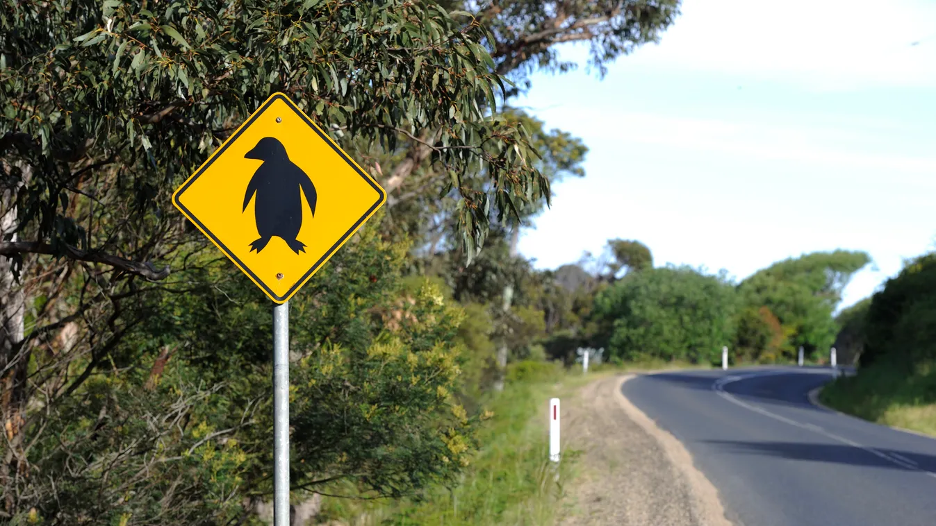 törpe kék pingvin Road signs: passing little penguin, Tasmania, Australia Population management ROAD Signpost ALONE Overview Tasmania Least Concern (IUCN) LC November Little penguin (Eudyptula minor) Eudyptula Nobody Species management B 