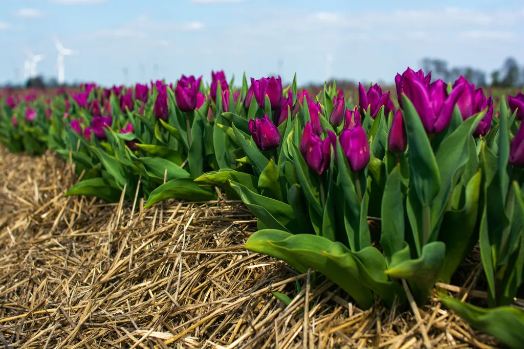 tulipánmezők Németország Tulip Field In Grevenbroich NurPhoto General news April 9 2023 9th April 2023 Blooming Tulip Field Grevenbroich Horizontal 