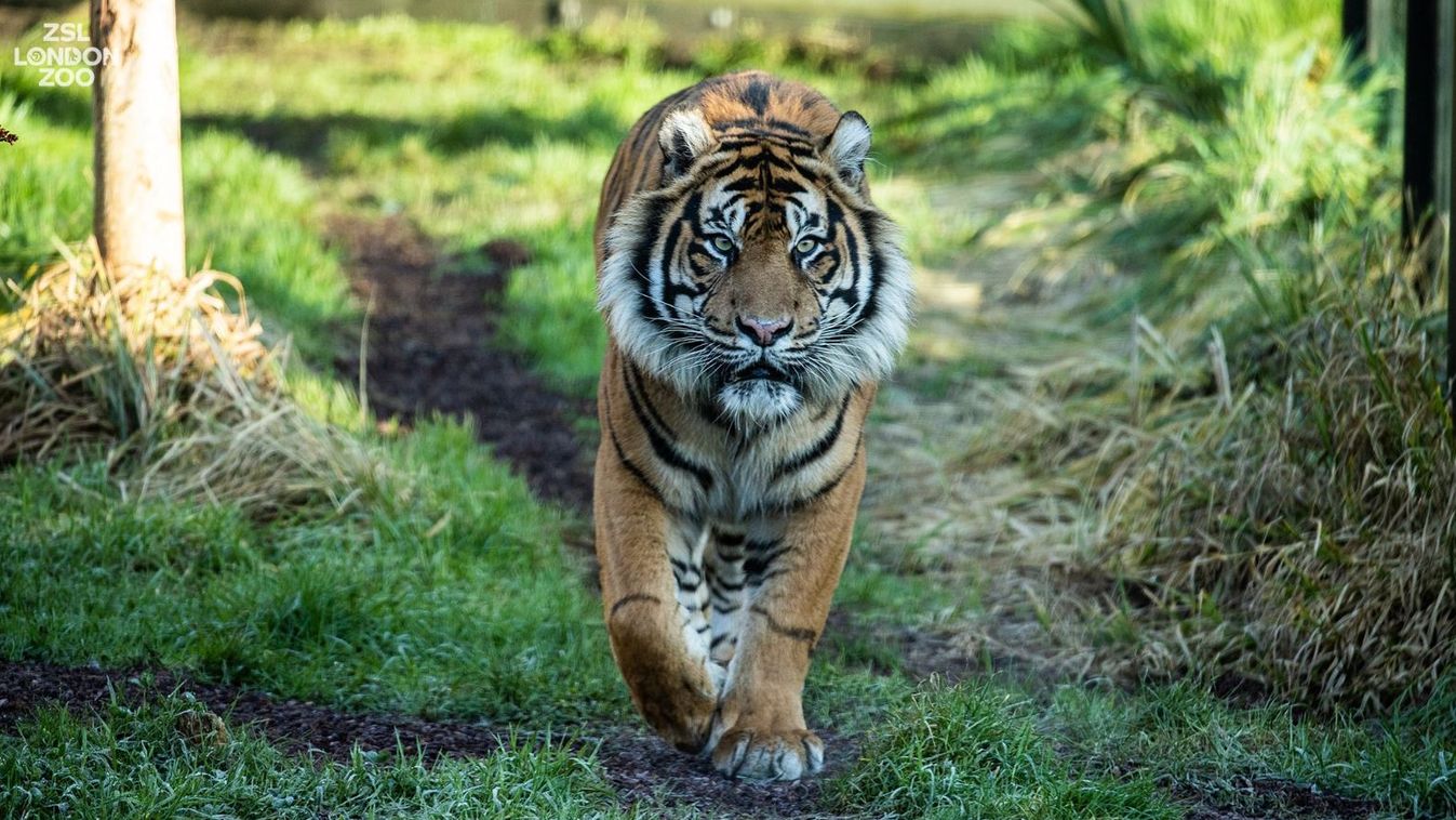 tigris, London, állatkert 