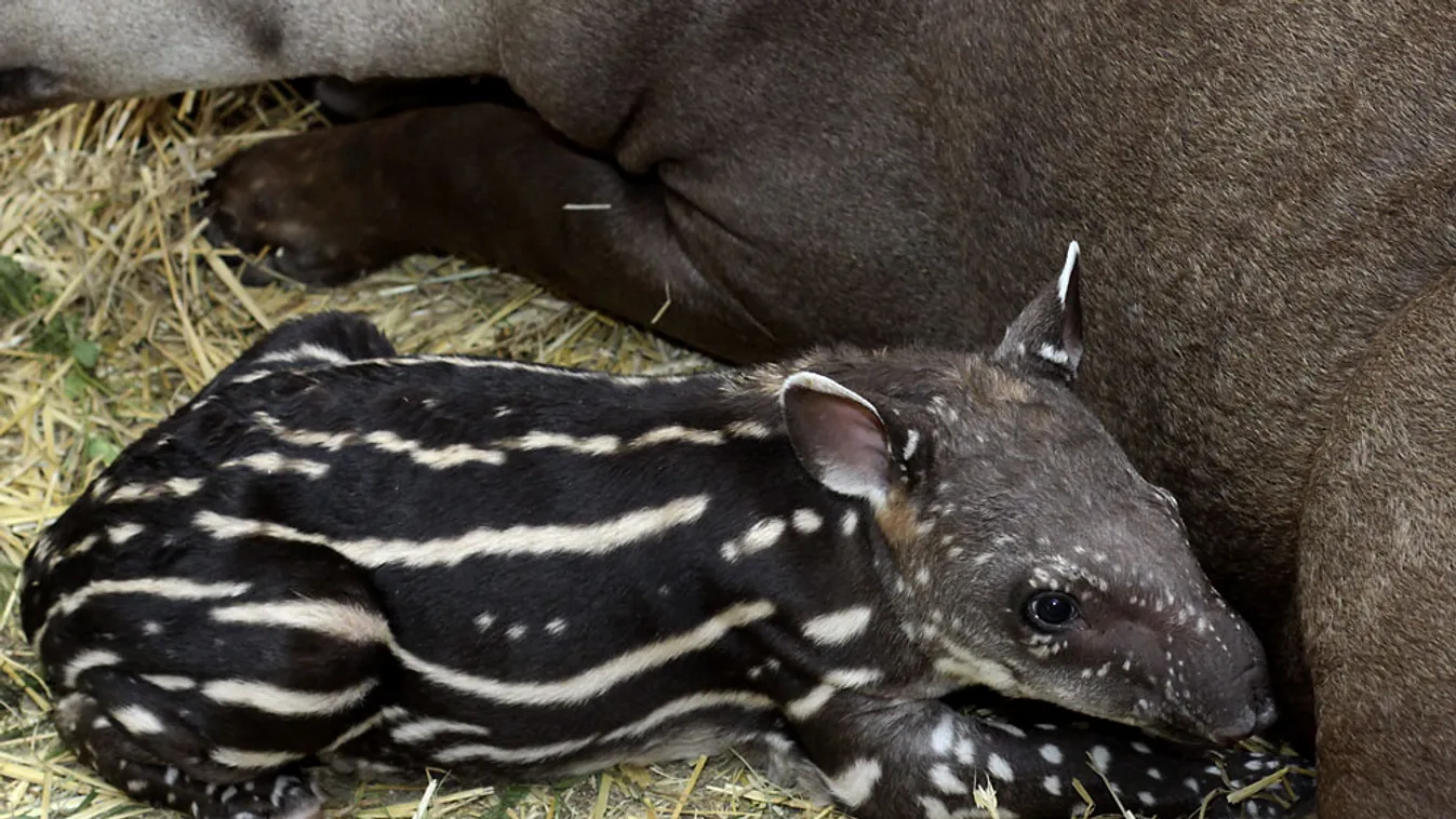 Anyja mellett pihen az első, a veszprémi állatkertben született kis tapír 2013. augusztus 23-án, születése után.