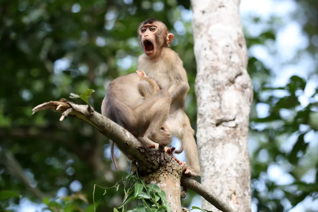 Comedy Wildlife Photography Awards 2020 nyertes képek
imal mammal nature wildlife wild wild animals two borneo malaysia kinabatangan river mlorenz megan lorenz Southern Pig-Tailed macaques playing in Borneo, Malaysia. 