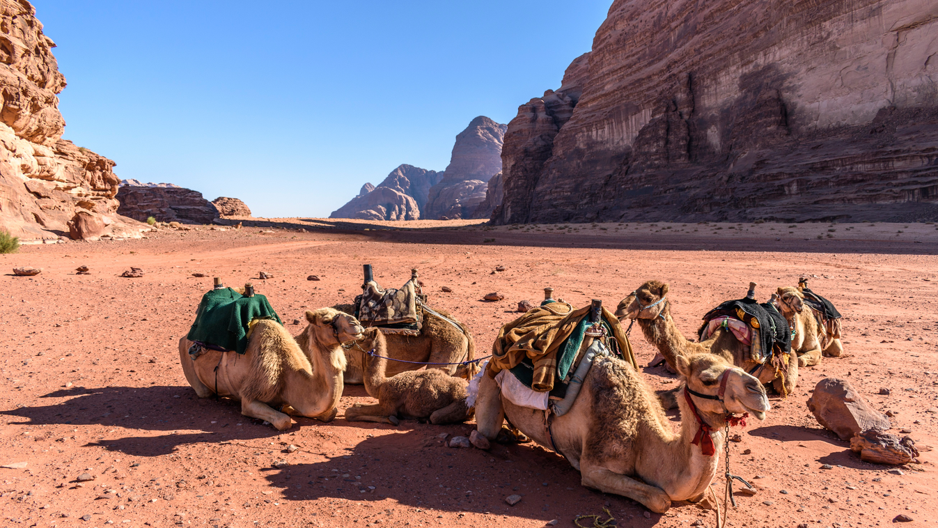 Group of camels resting in the Wadi Rum desert wilderness in southern Jordan. Wadi Rum Jordan camel train Resting Small Group Of Animals No People ASIA MIDDLE EAST HORIZONTAL Colour Image Photography ANIMAL Herbivore Bovid CAMEL Rock Formation Wilderness 