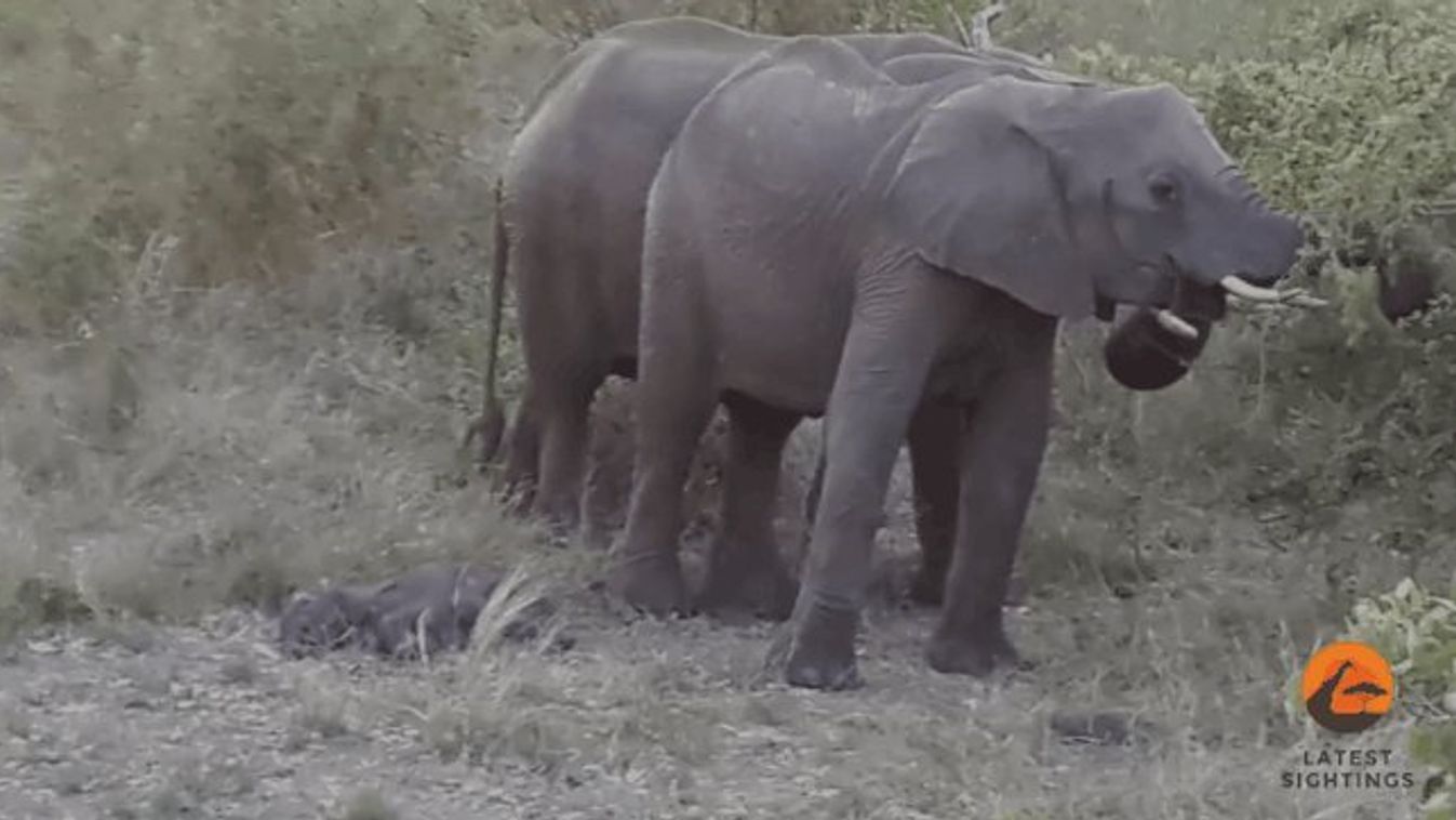 elefánt, borjú, Kruger 