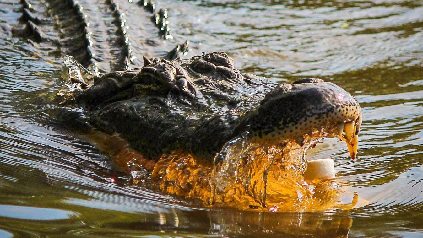 krokodil 
