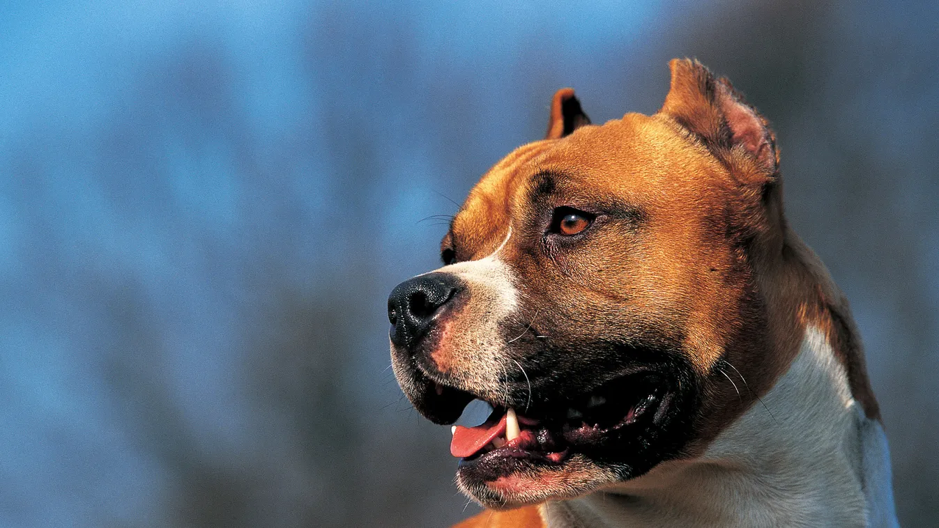 American Staffordshire Terrier Amerikai staffordshire terrier kutya állat 
