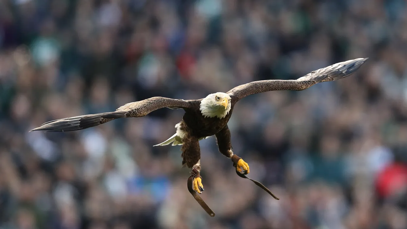 Divisional Round - Atlanta Falcons v Philadelphia Eagles GettyImageRank2 SPORT AMERICAN FOOTBALL NFL 