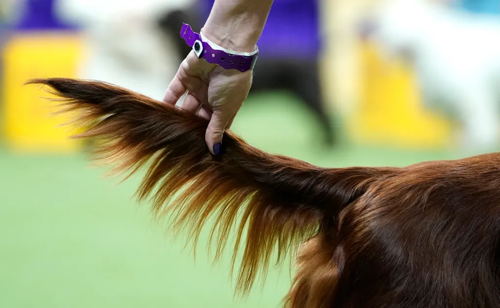 Westminster Kennel Club, kutya, kutyakiállítás, New York  Annual Westminster Kennel Club Dog Show - Breeds Judging animal Horizontal 