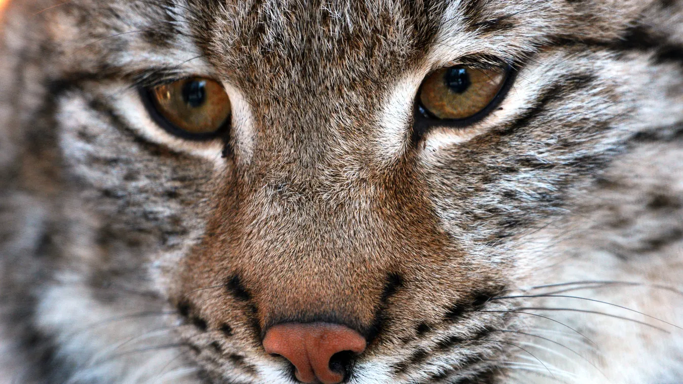 Eurázsiai hiúz
New arrivals in Primorye Safari Park cat animal zoo landscape HORIZONTAL lynx 