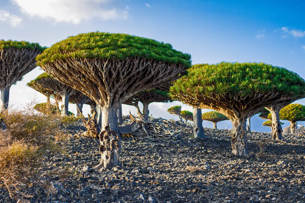 Dragon, Trees, On, Socotra, Island,, Yemen, sárkányvérfa, Szokotra sziget, 