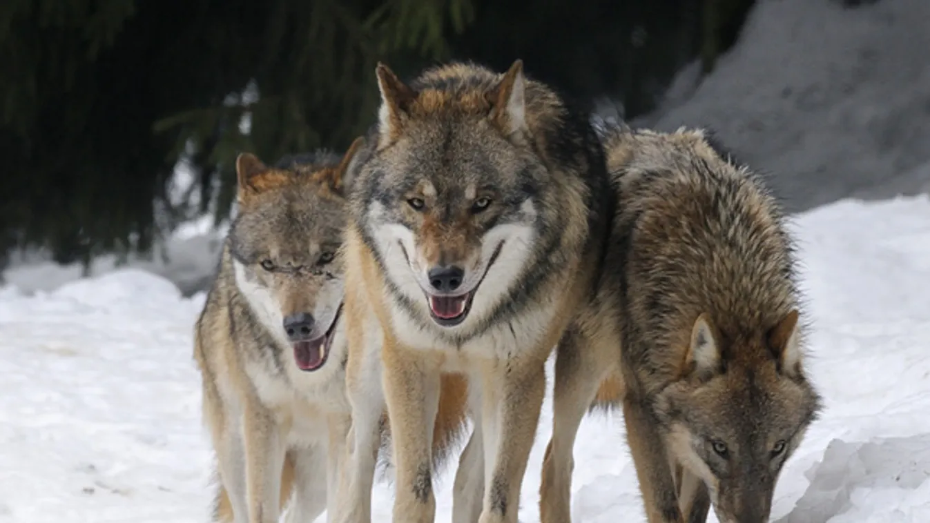 Elszaporodtak Európában a  szürke farkasok, farkasok Németországban
