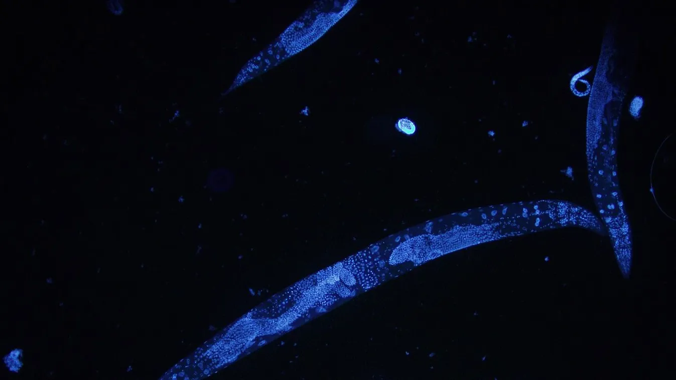 Caenorhabditis elegans 