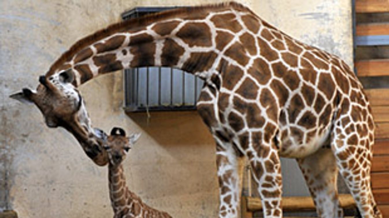 Zsiráfbébi született az Állatkertben, Budapest, 2013. május 19. (vasárnap) – Sandrának, a Fővárosi Állat- és Növénykert hatéves zsiráfhölgyének először született utódja