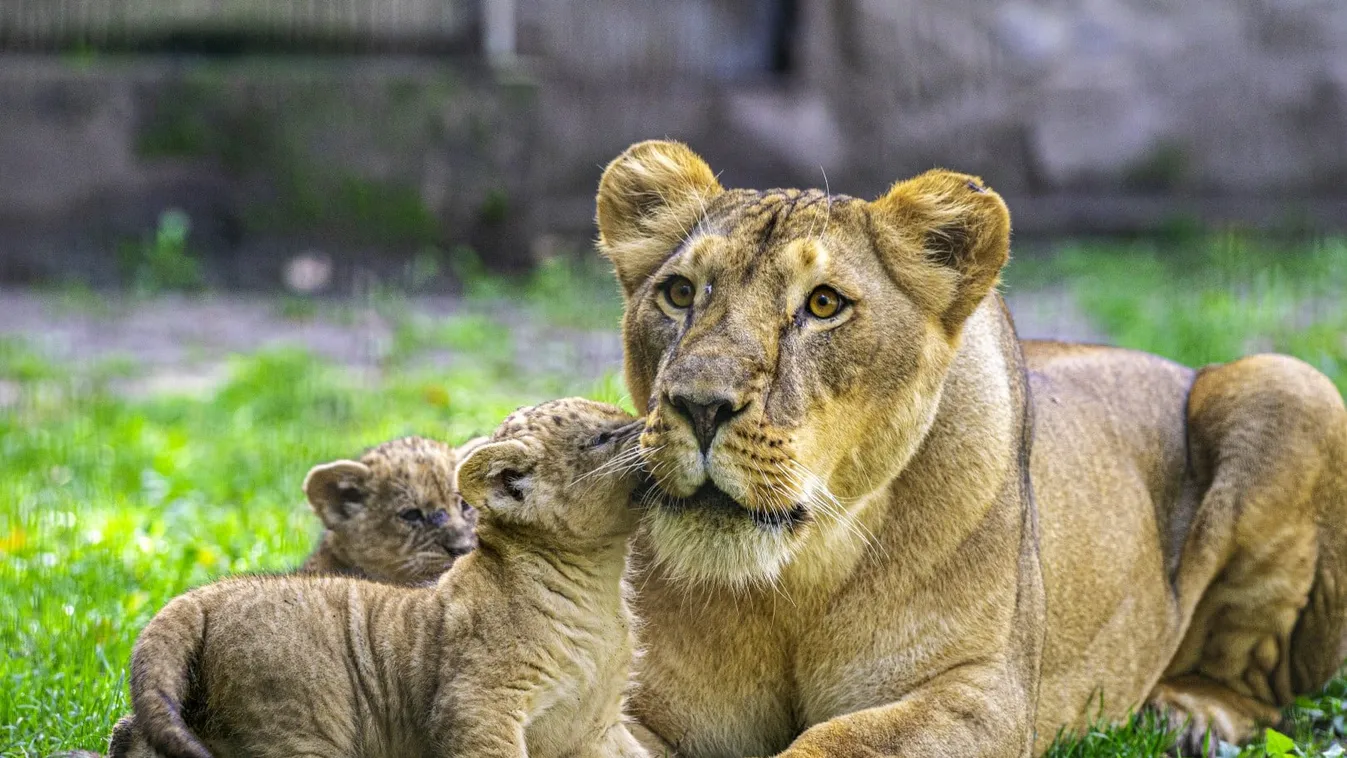 Nyíregyházi Állatpark, afrikai oroszlán, négyes iker 