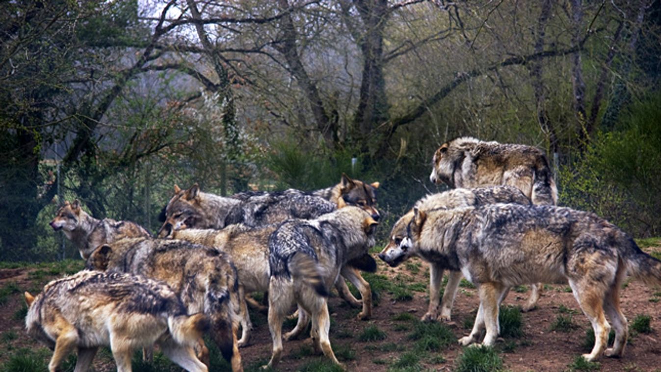 farkasfalka, szürke farkasok egy bajor nemzeti parkban 