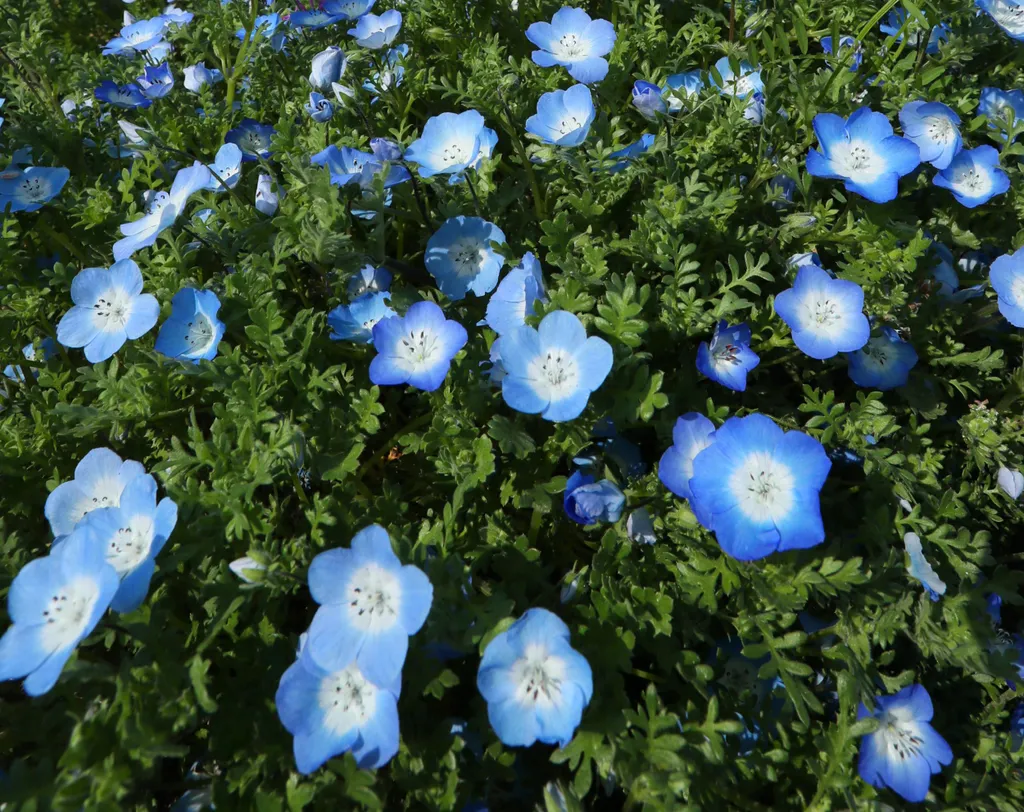 nemophilia, Japan, virág, kék virág, virágos rét, nemophila 