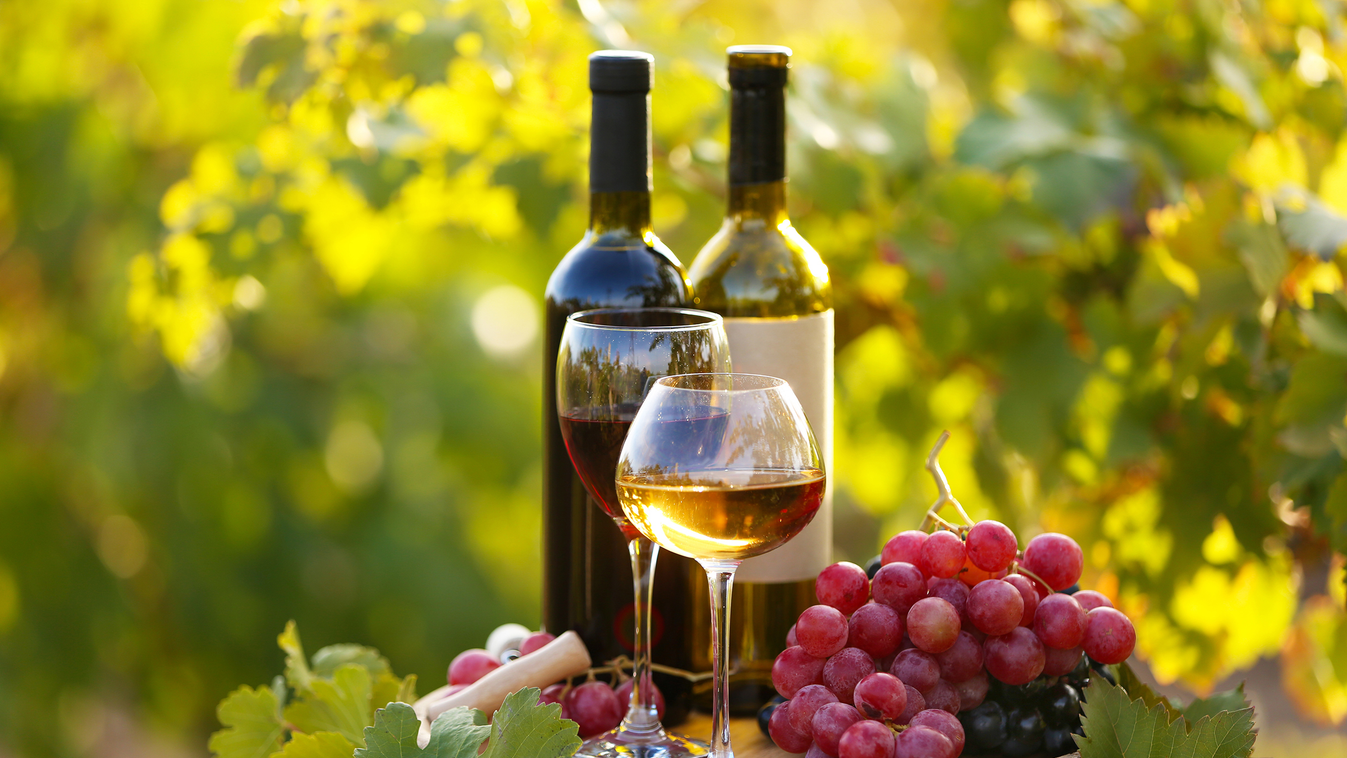 borvidék szőlő vörös bor fehér bor borászat 