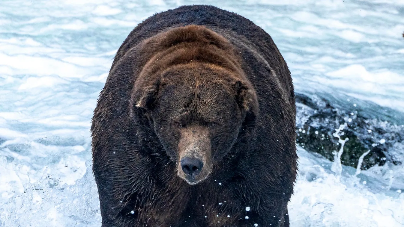 kövér medve, Alaszka, verseny 