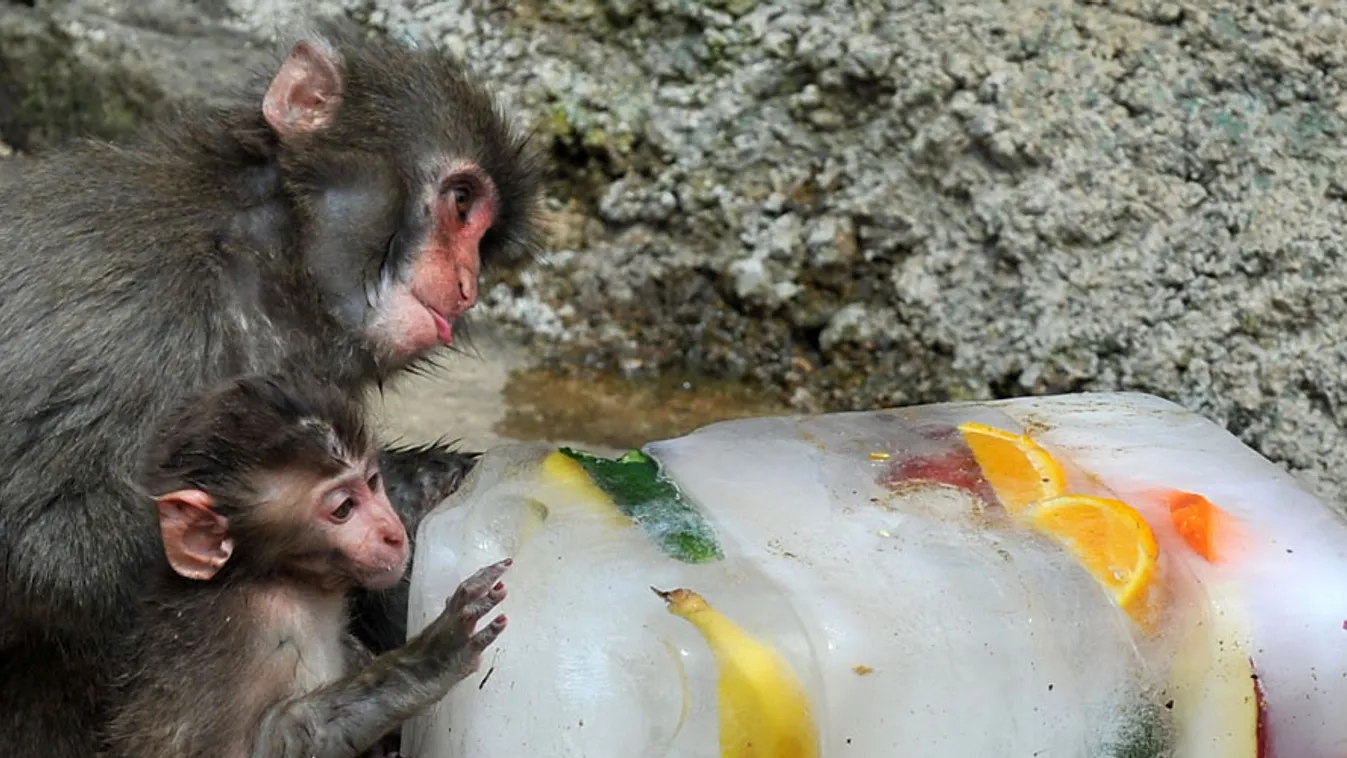 befagyasztott közalkalmazotti bértábla, fagyasztott gyümölcsöt esznek a japán Sendai város állatkertjének lakói