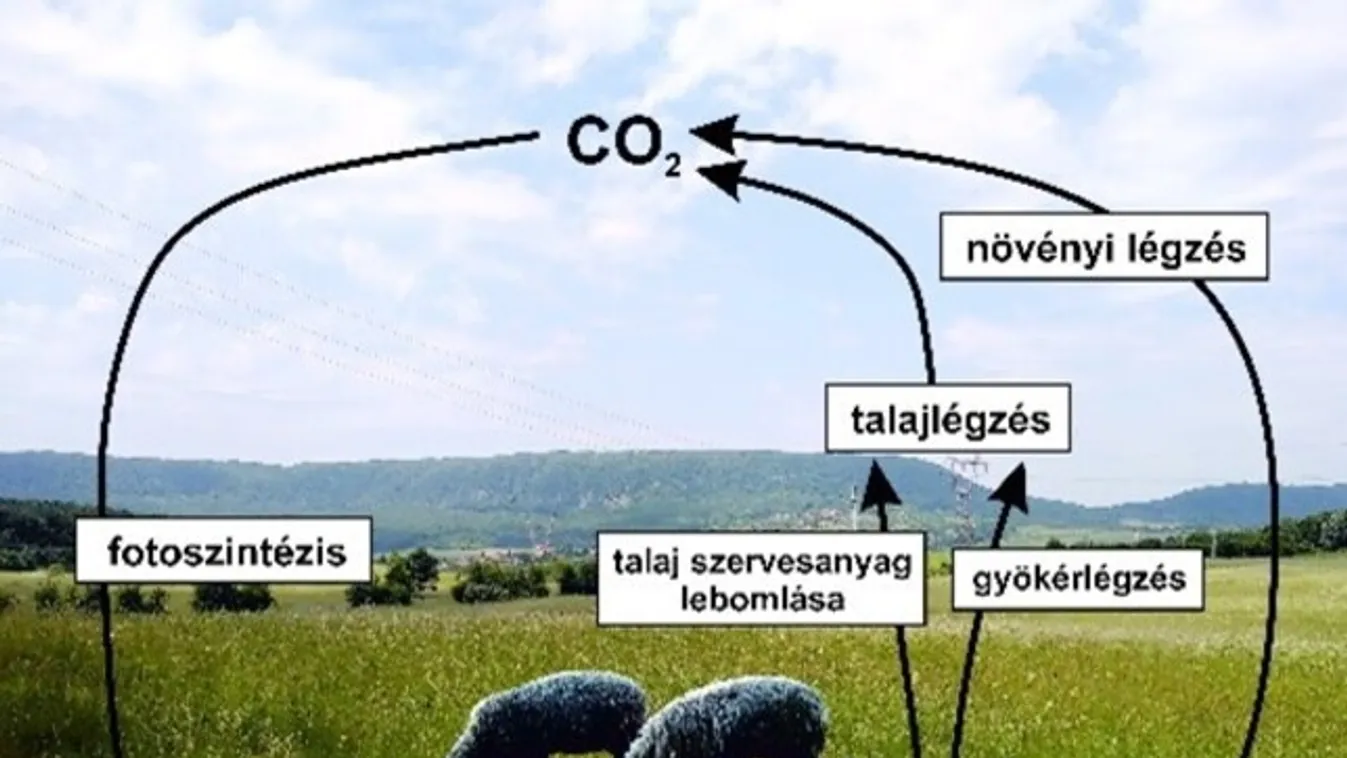 meszes talaj, globális szénkörforás 