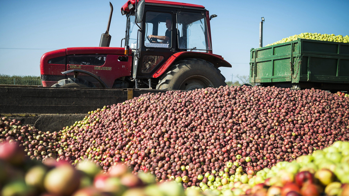 alma almaszüret almatermelő gyümölcs KÖZLEKEDÉSI ESZKÖZ léalma NÖVÉNY traktor traktoros 