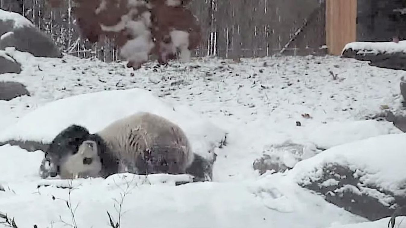 Panda a hóban a torontói állatkertben 