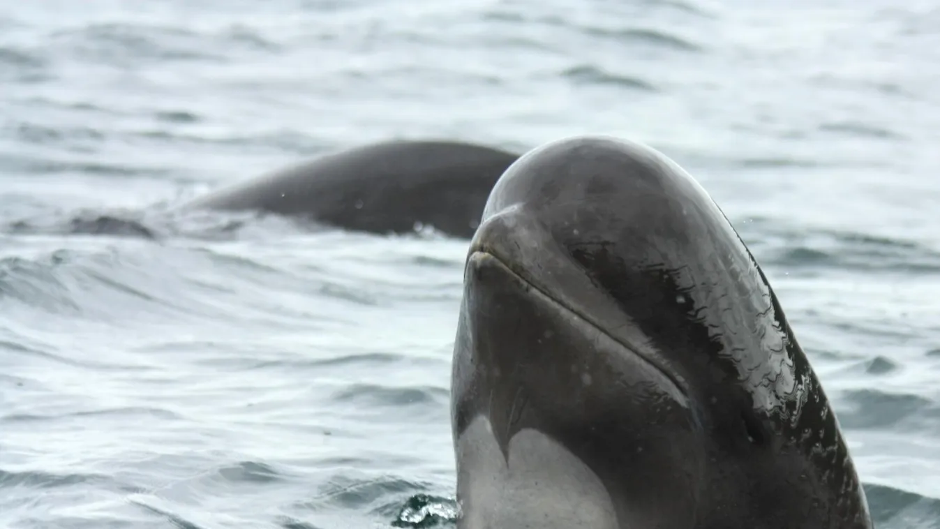 Gömbölyűfejű delfin, emlős 