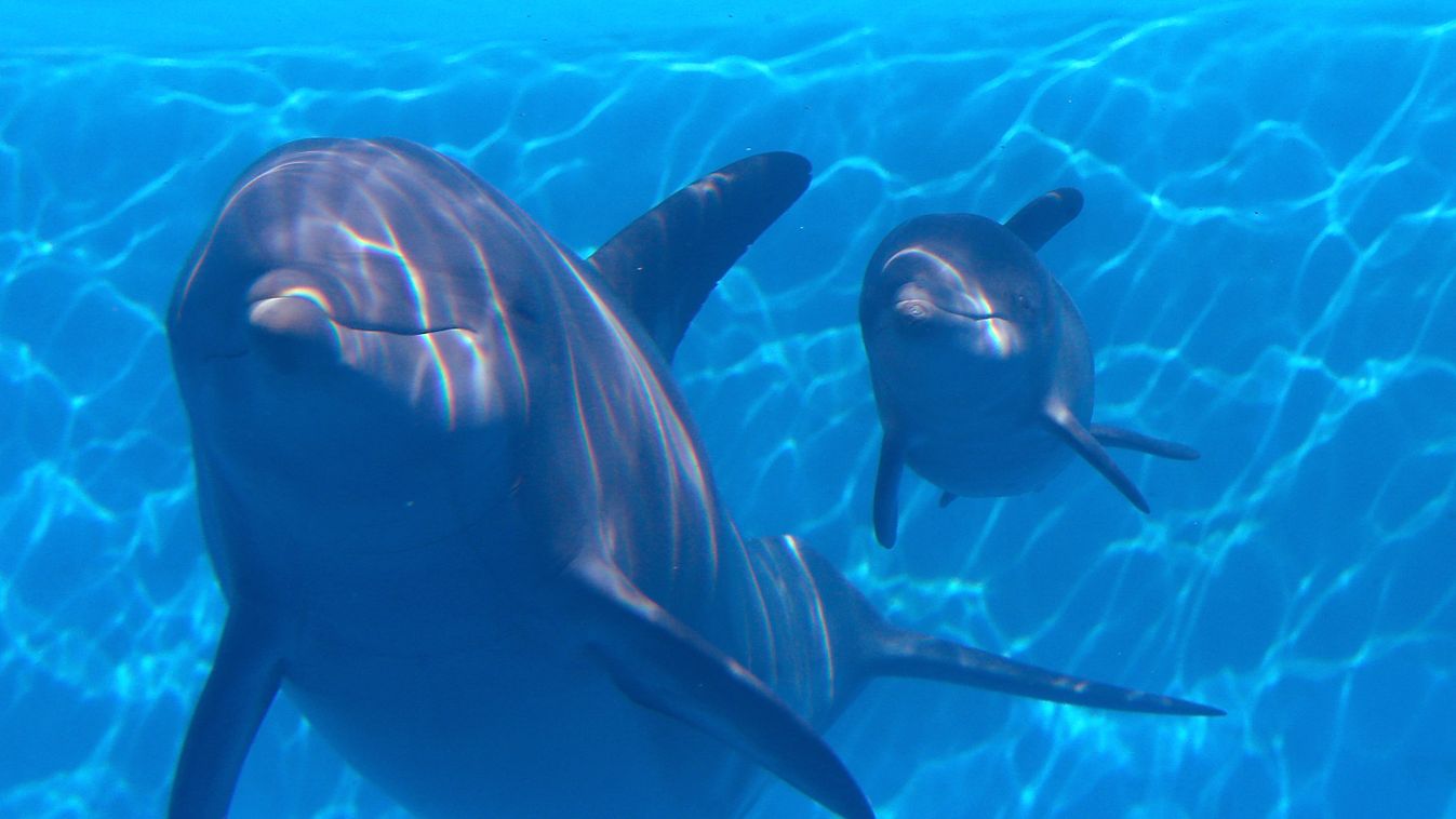 delfin, delfinborjú 