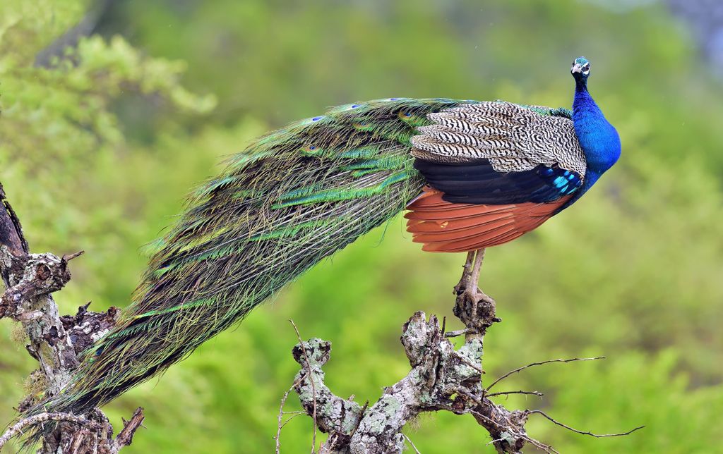 A világ legszínesebb madarai a papagájtól a pintyig, madár, madarak, színes madarak, látványos tollazat, Pavo cristatus,  Indiai páva 