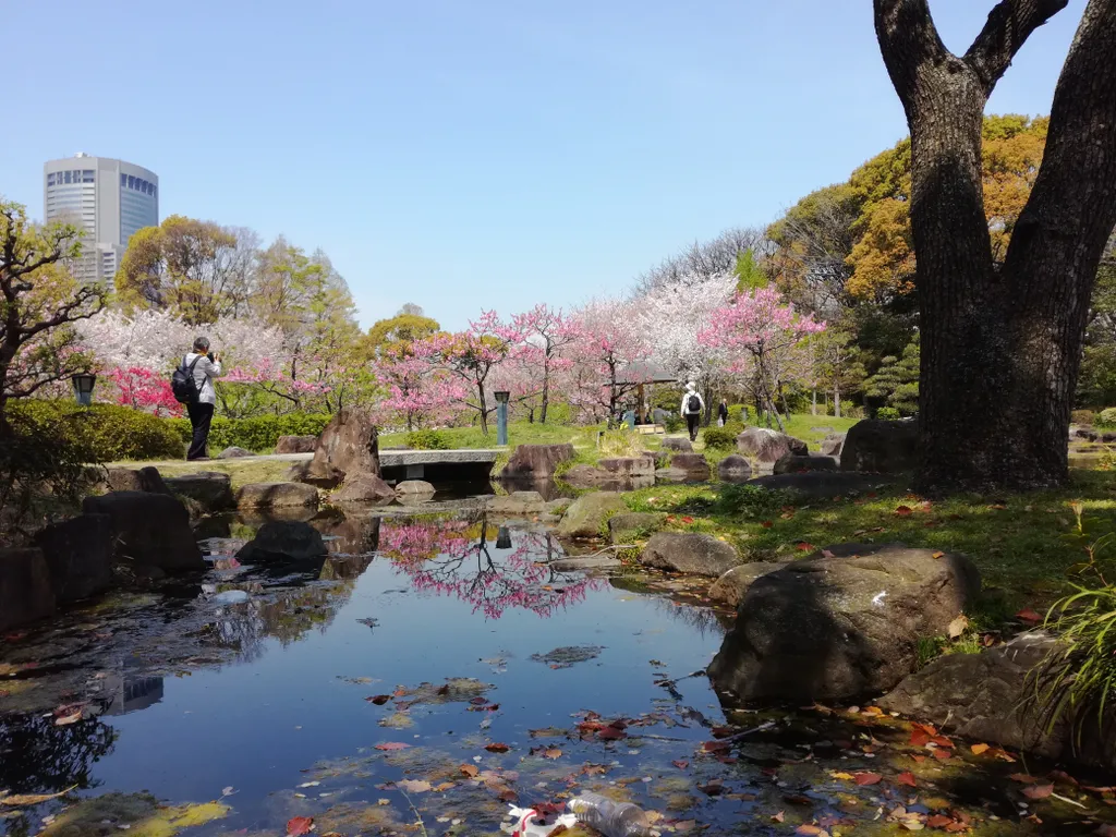 hanami ünnep oszaka 