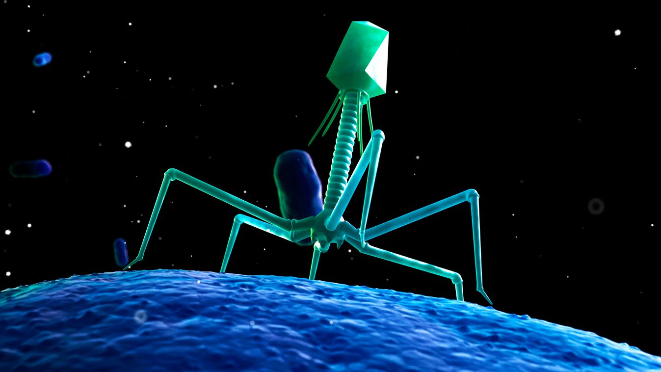 bakteriofágok (fágok) (bacteriophage, phage) segítségével végzett terápia 