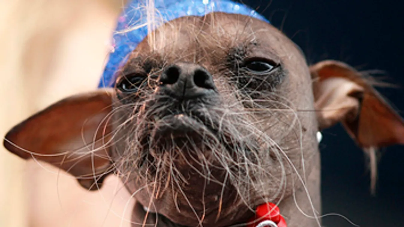 a világ legrondább kutyája versenye, a győztes Mugly a kínai kopaszkutya