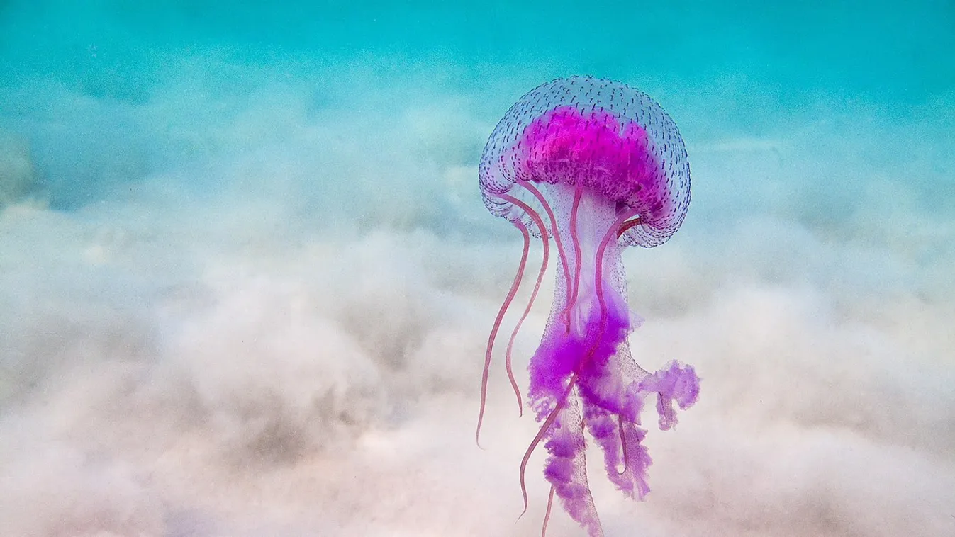 világító medúza 