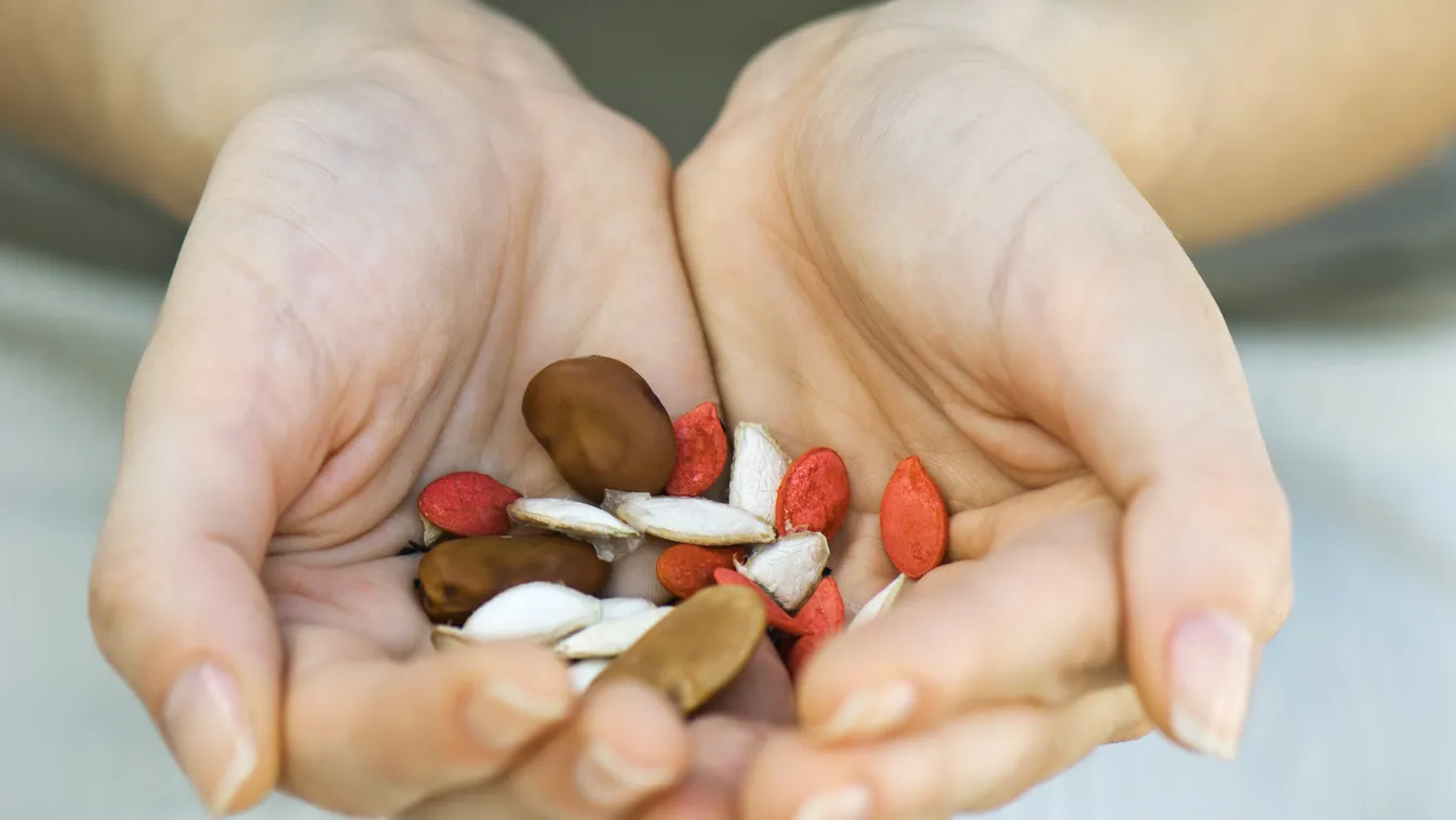 variety potential seed HAND holding cupped hand handful CLOSE-UP close shot various fistful one person beginning origins legume broad bean outdoors day showing giving assortment high angle view focus on foreground color image color GARDENING outside OFFER