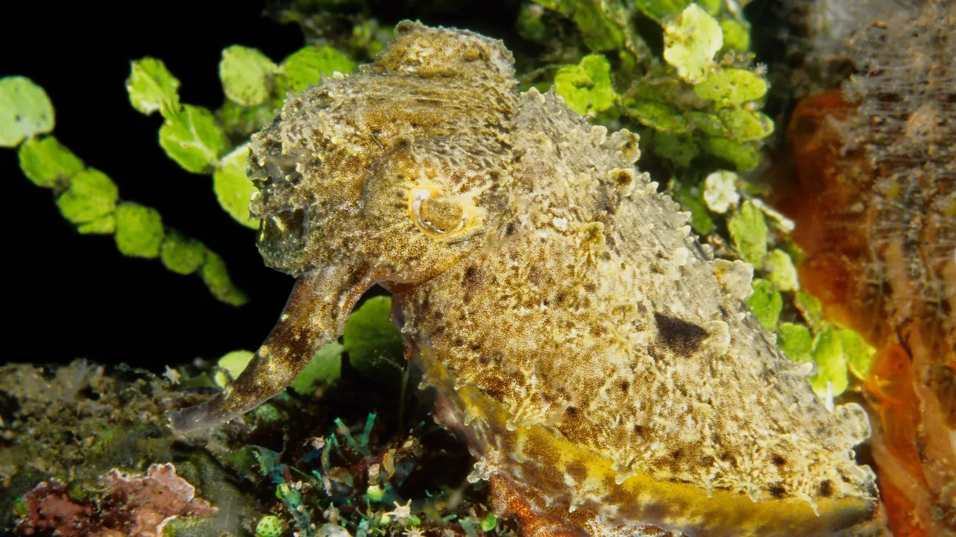 tintahal, Stumpy cuttlefish on reef - Manado Indonesia ADULT Adults Afrasia Afro-Eurasia ALONE Aquatic species ASIA Barrier reef Barrier reefs Benthons CAMOUFLAGE Camouflages Celebes (Island) Cephalopod 