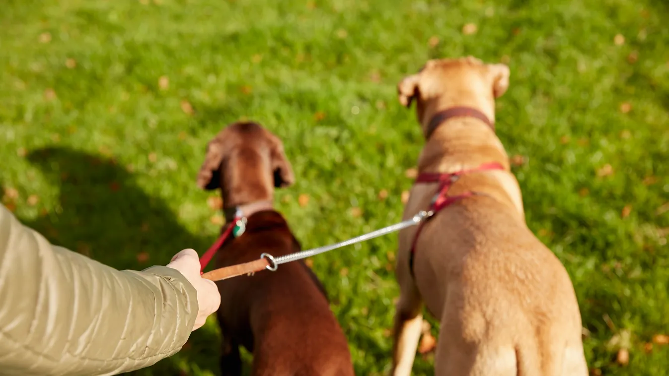 Dog walker with two dogs on leads WALKING Holding Working Male Men Mid Adult Men Mid-Adult Man Animal Related Occupation BROWN COLOUR CAST 2 Animals 1 Person Colour Image Photography High Angle View Over The Shoulder View ANIMAL Chordate Vertebrate Mammal
