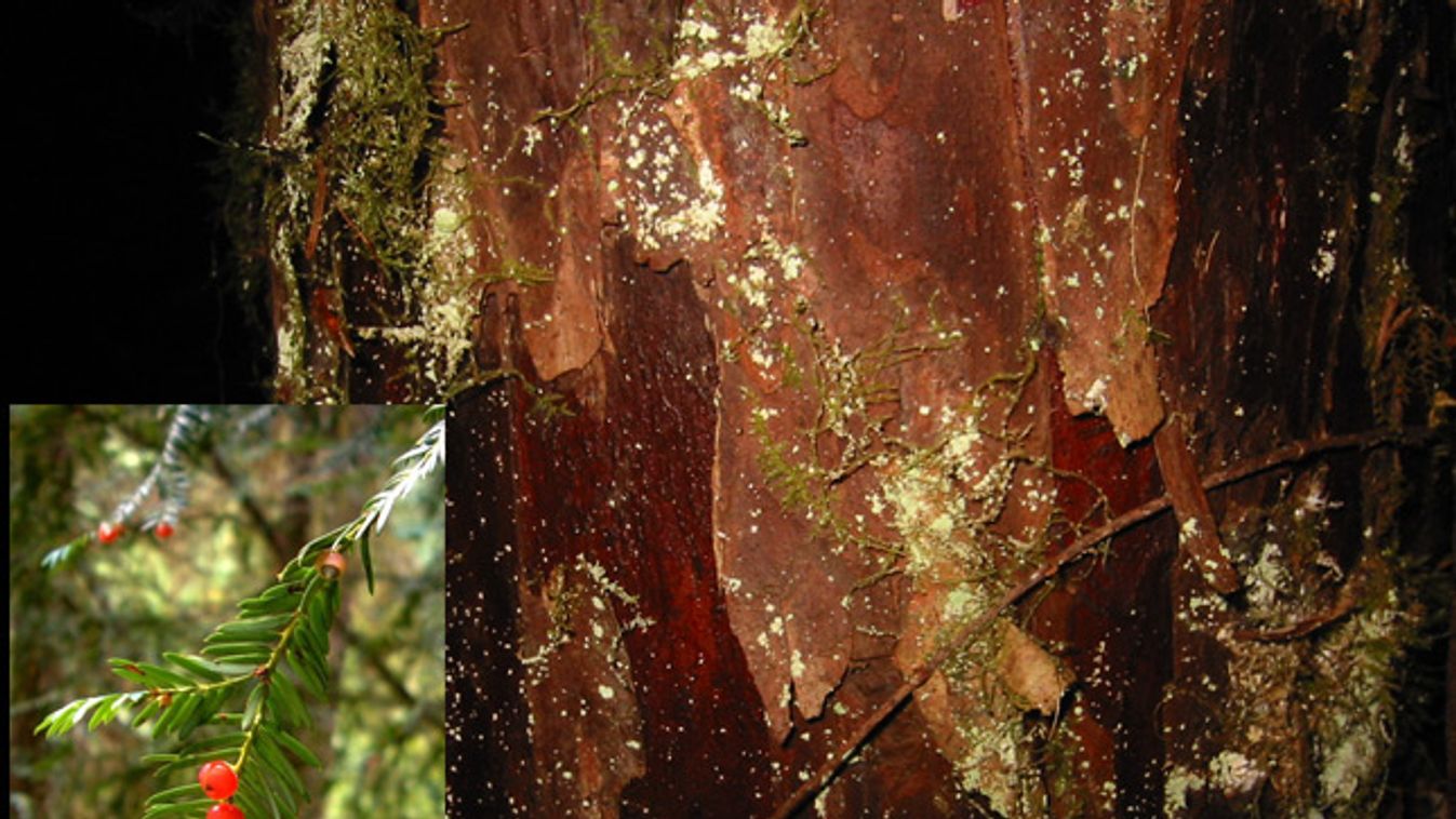 oregoni tiszafa, Taxus brevifolia
