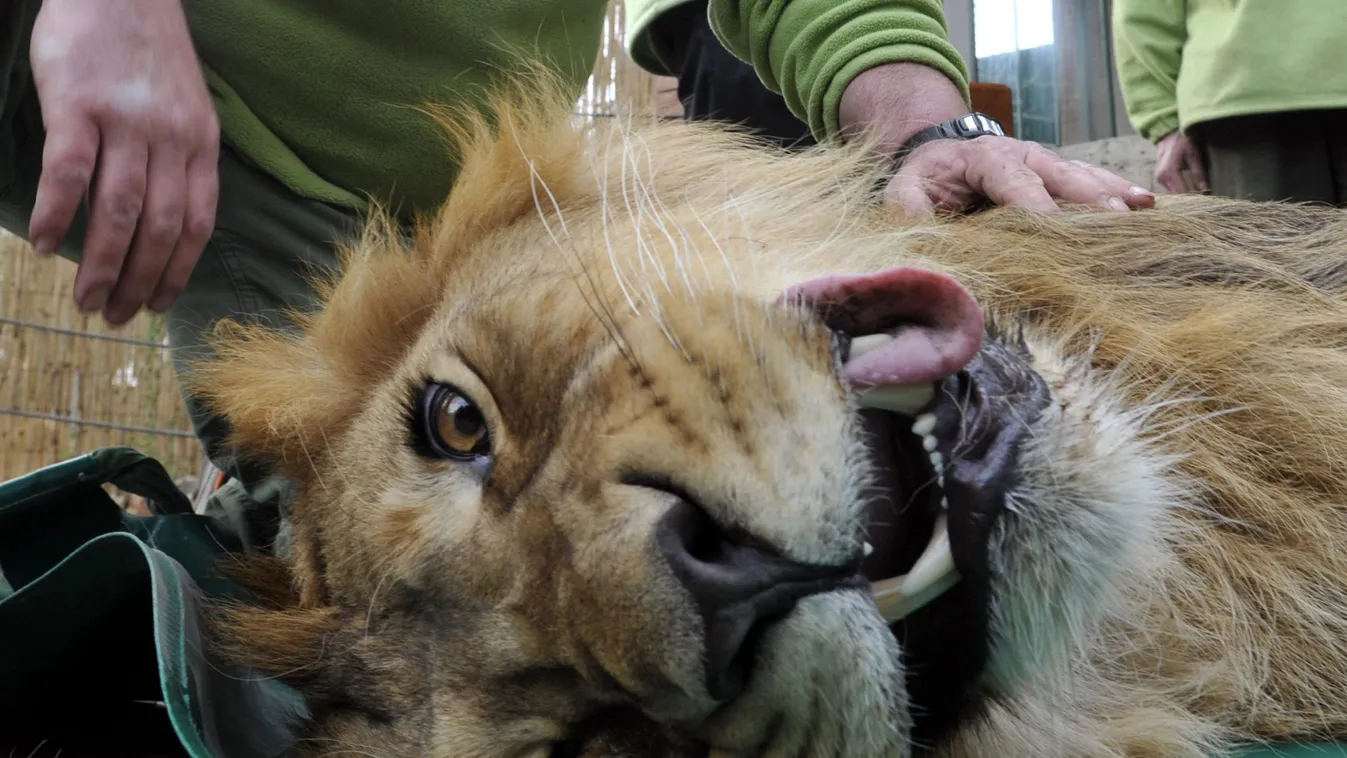 Budapest, 2015. március 25.
Sachin, a 2013. február 15-én született hím oroszlán állatorvosi vizsgálat után elaltatott állapotban, mellette Verőczey Tamás állatorvosi szakasszisztens a Fővárosi Állat- és Növénykertben 2015. március 25-én. Az állatot két m