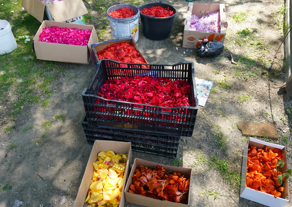 Corpus Christi vallásos körmenet alkalmából virágszőnyeget terítenek le Spycimierzben, Lengyelországban, vallás, kereszténység, felvonulás, virág, virágszirom, ünnep, ünneplés, vallási ünnep 