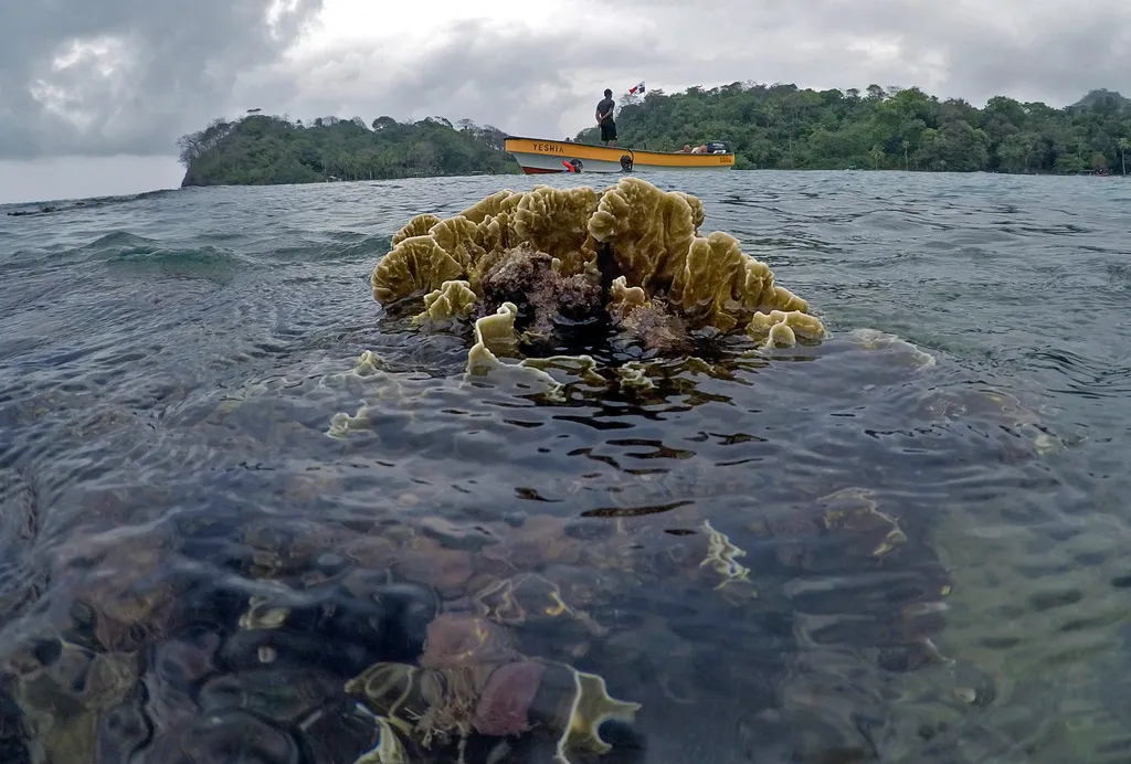 mesterséges korallzátonyok, Panama galéria 