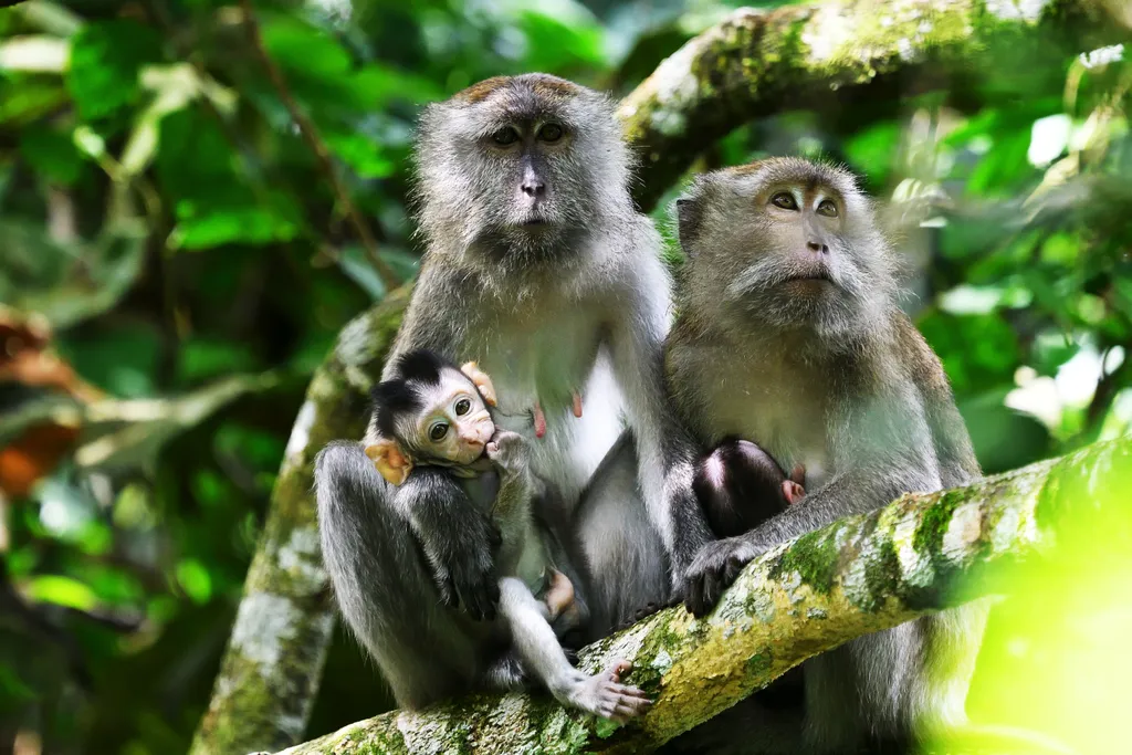 Taman Negara, nemzeti park, Malajzia-félsziget, Malajzia, Taman Negara összterülete 4343 km2, Lombhullató esőerdő, több mint 130 millió éves 