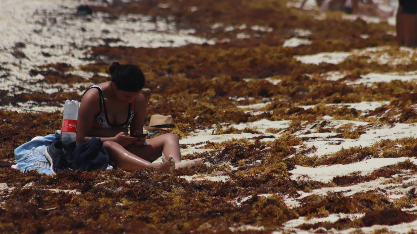 Cancún sargassum alga 