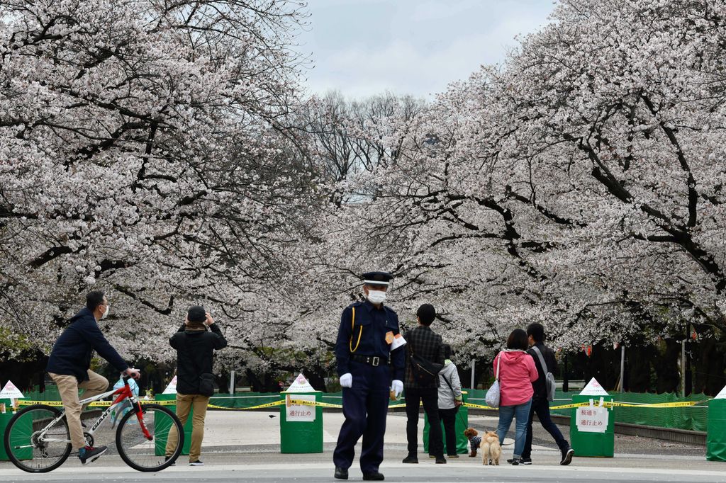 Cseresznyefa-virágzás Tokió Ueno par 