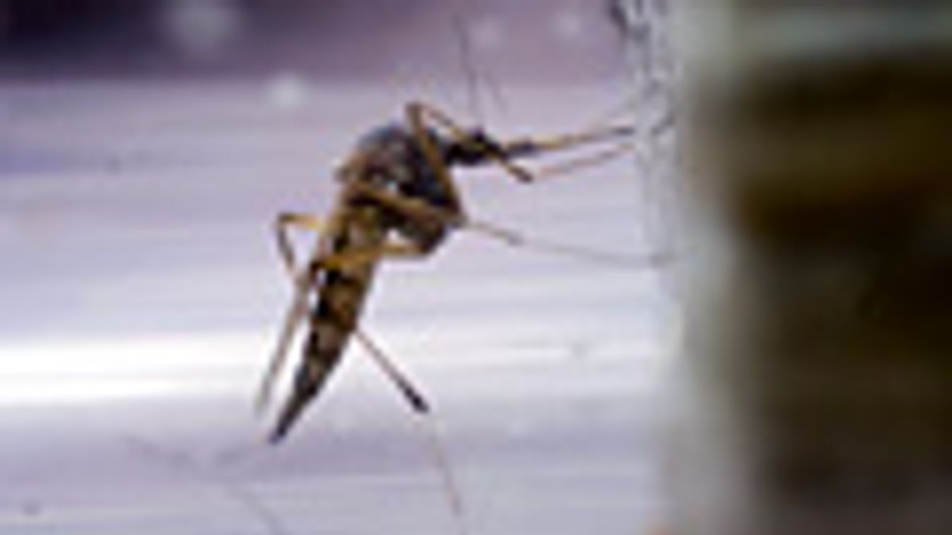 West Nilus Virus, szúnyog egy kémcsőben, járvány amerikában, WNV