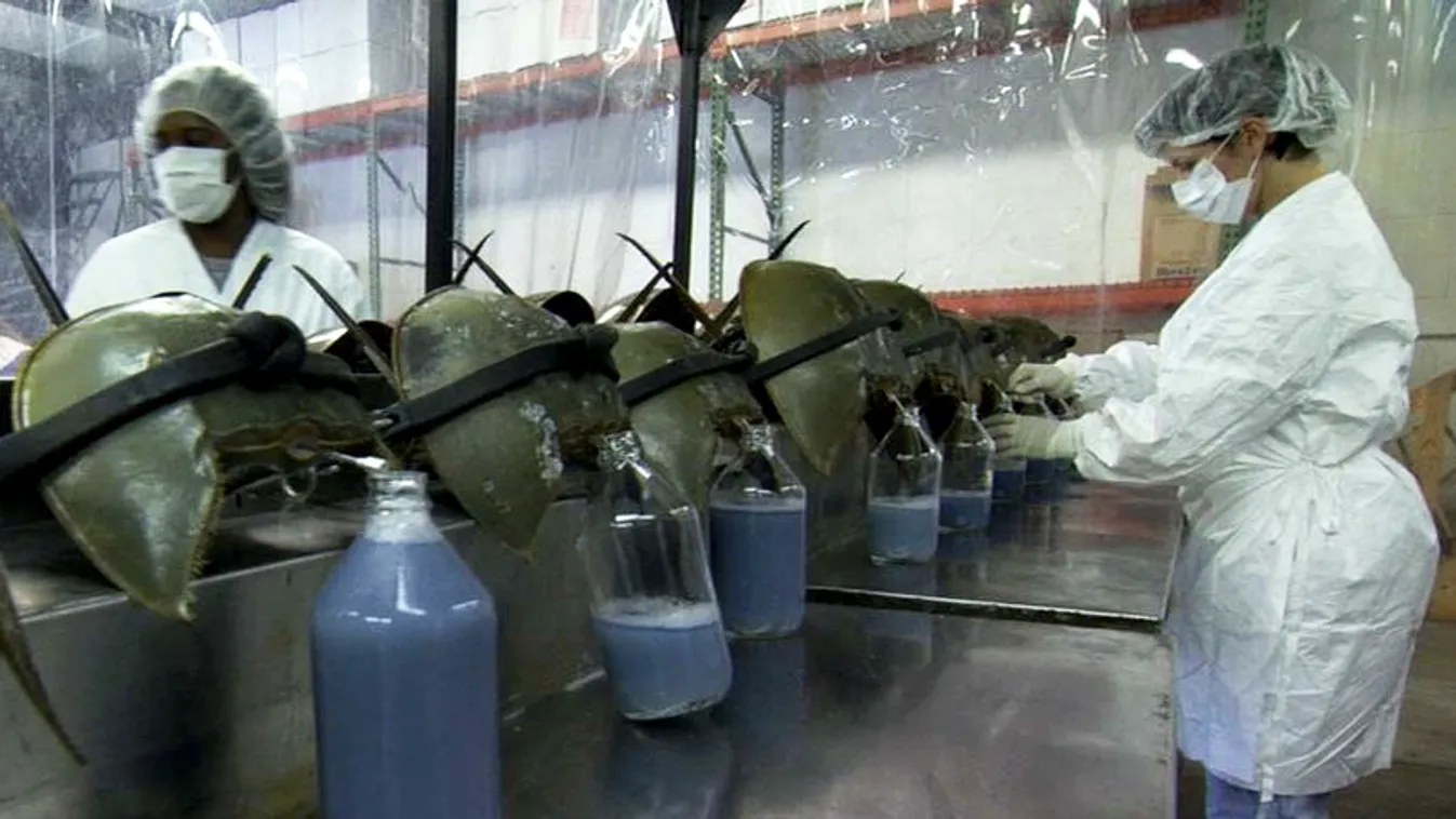 Atlanti tőrfarkú rák, a kutatók kék vérük miatt pusztítják őket tömegesen 