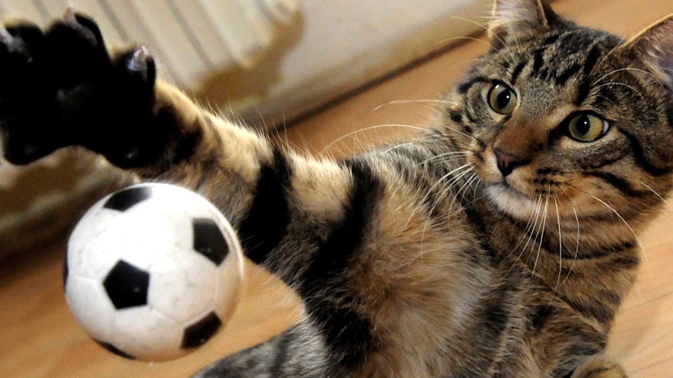 Labdával játszadozó macska, a heti gazdaságtörténet illusztrációja