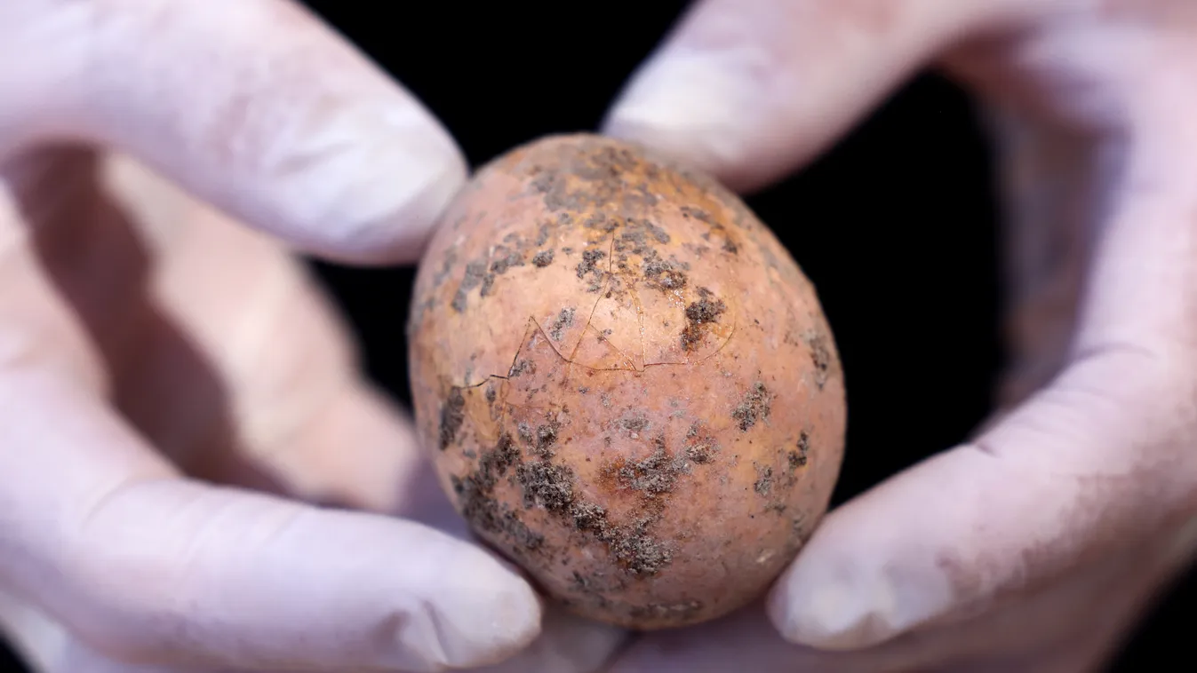 Ezer éves csirke tojást találtak Izraelben  nature history Horizontal 