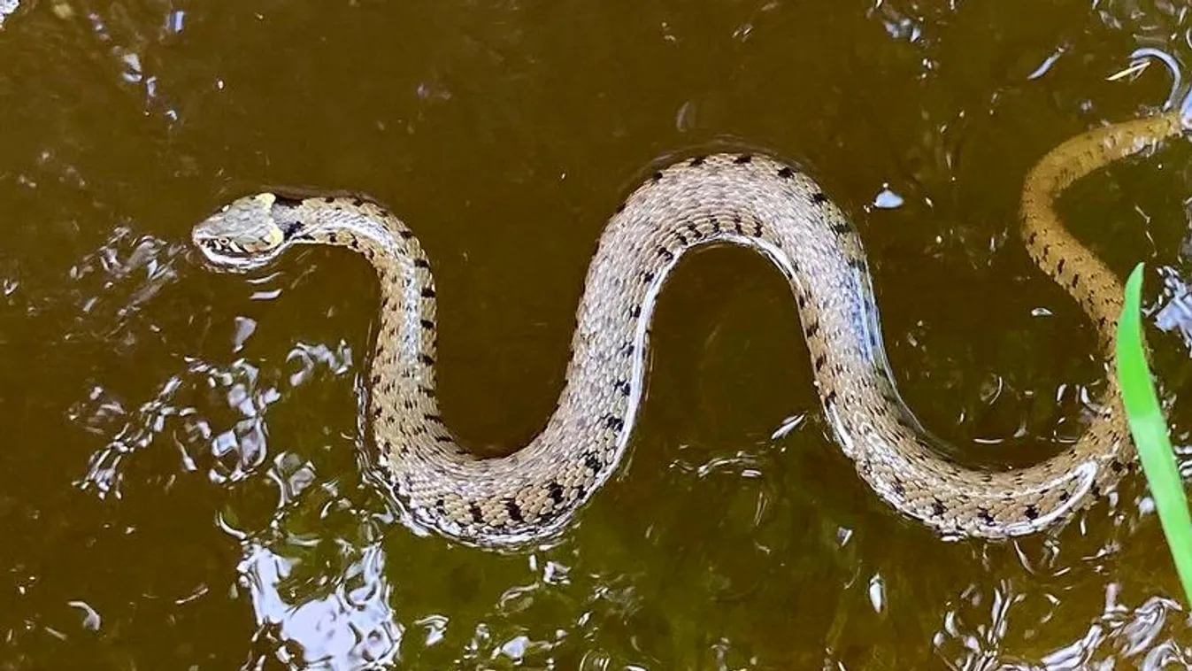 nagy füves kígyó 