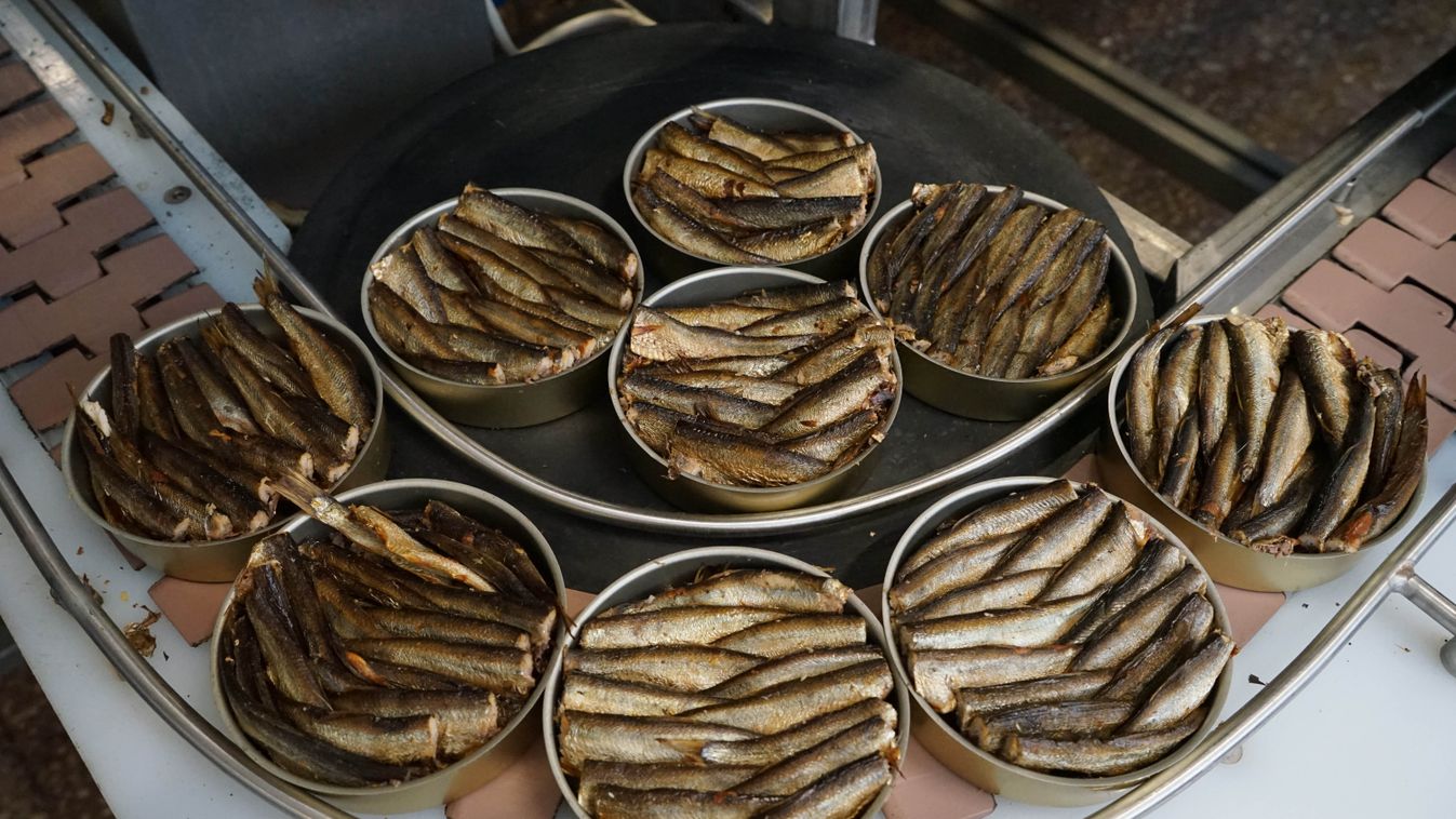 hal, orosz, konzerv, "Za Rodinu" fish factory in Kalinigrad Region fish canned 